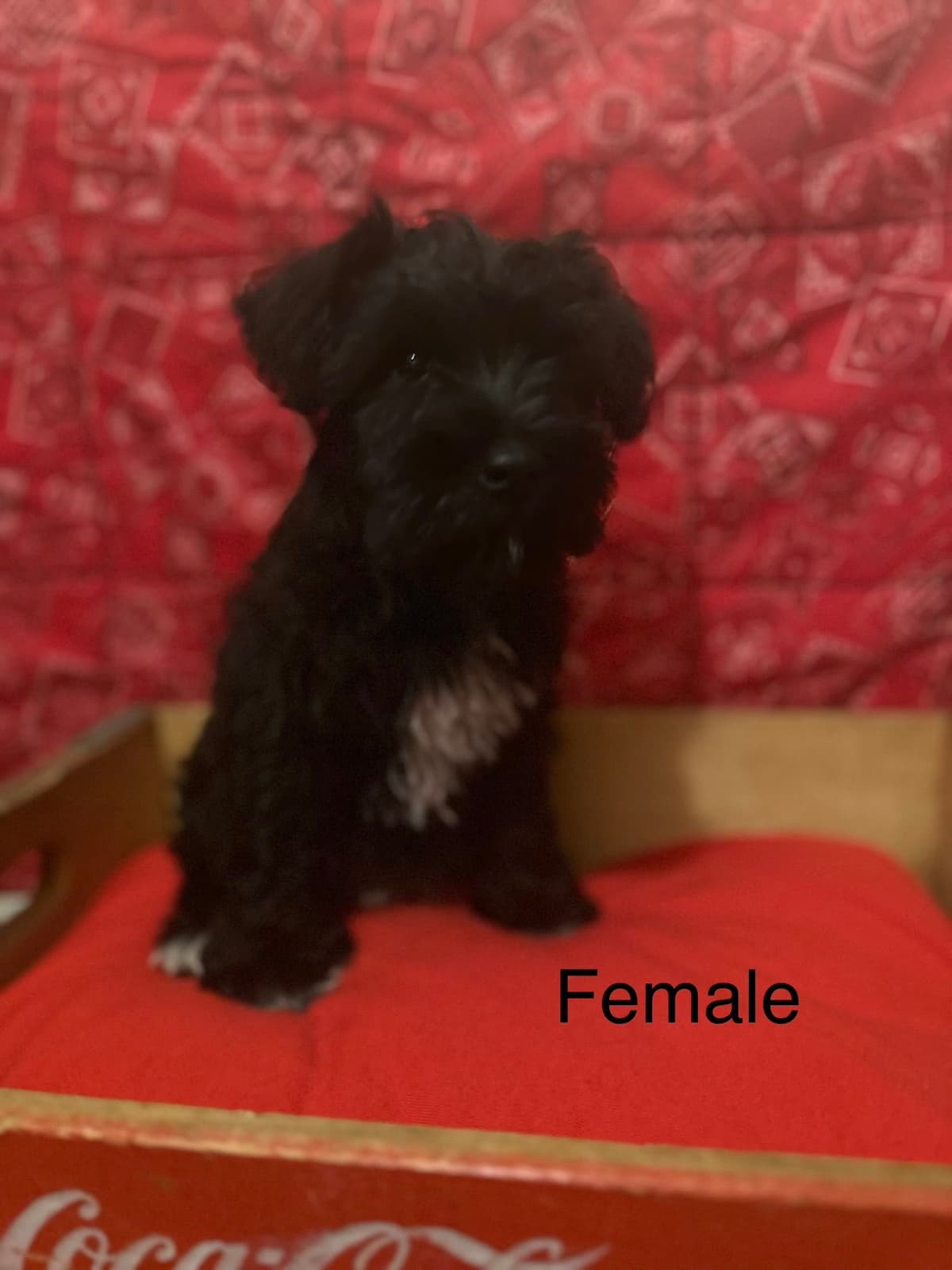 Miniature Schnauzer Puppies breeder image 1