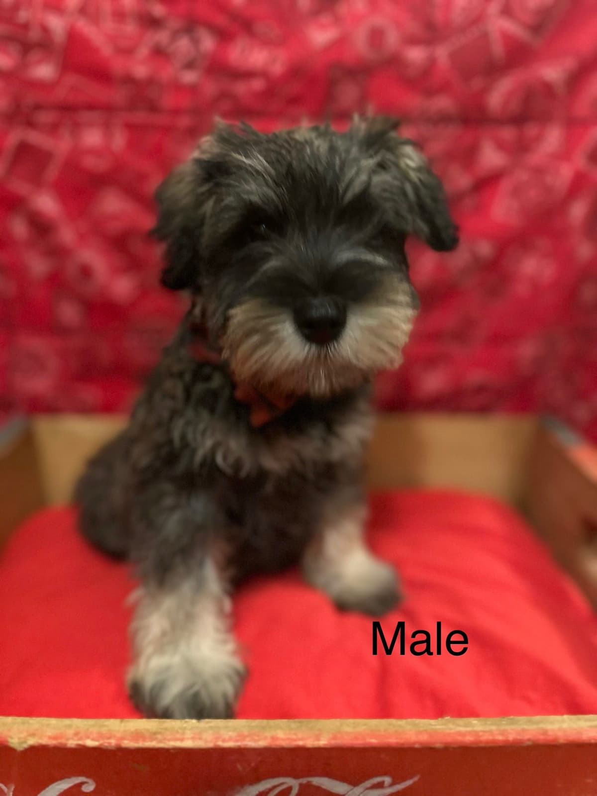 Miniature Schnauzer Puppies breeder image 3