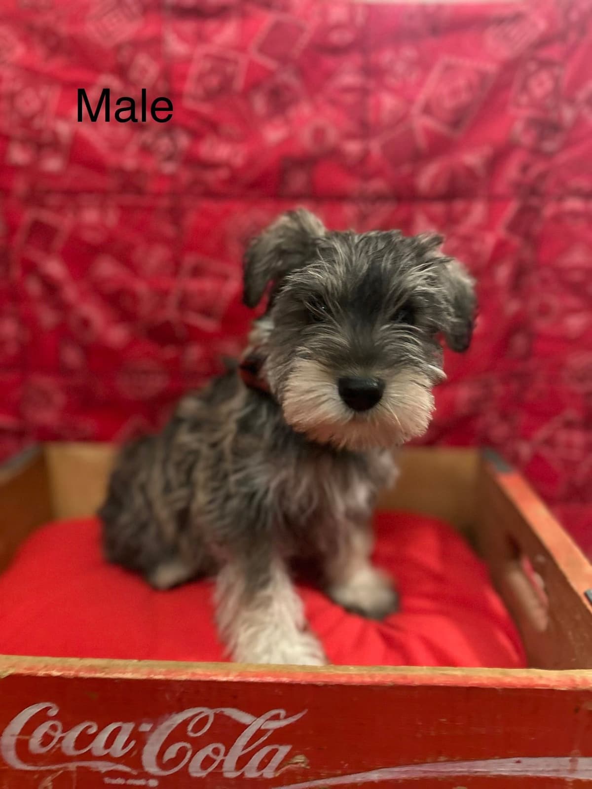 Miniature Schnauzer Puppies breeder image 4