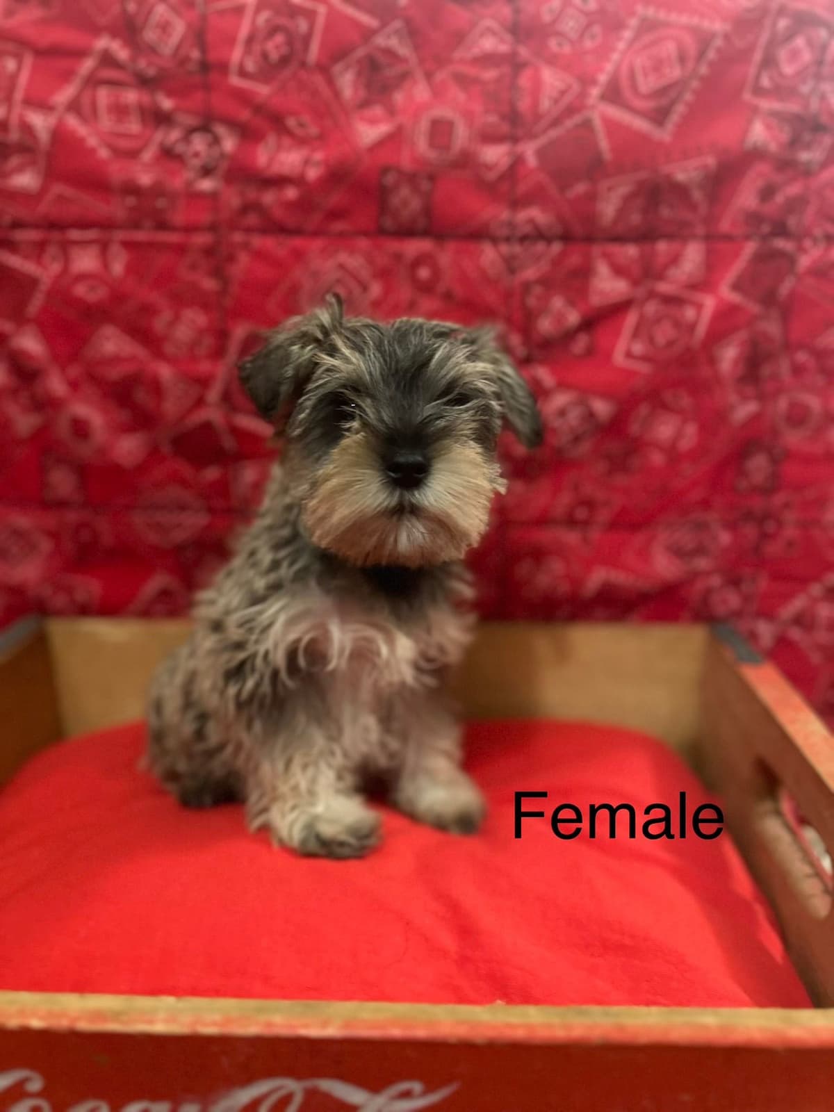 Miniature Schnauzer Puppies breeder image 5