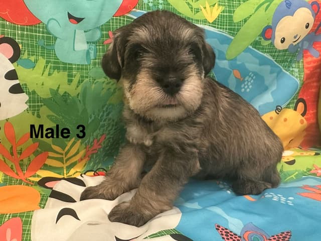 Miniature Schnauzer Puppies media 2