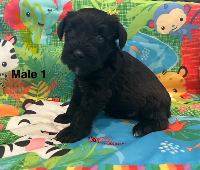 Miniature Schnauzer Puppies media 5