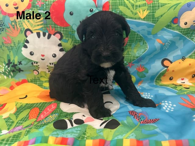 Miniature Schnauzer Puppies media 3