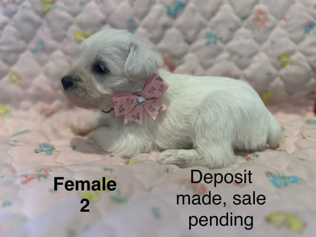 Miniature Schnauzer Puppies media 6