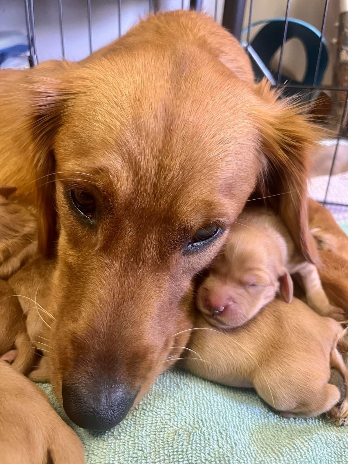 Golden Retriever Puppies breeder image 3