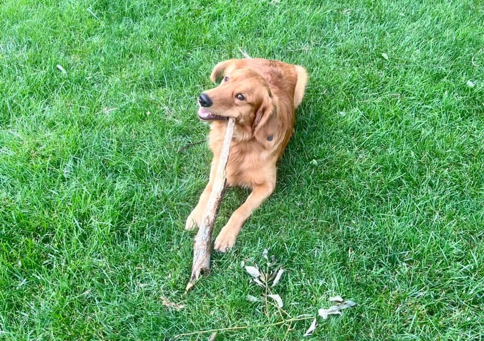 Golden Retriever Puppies breeder image 4