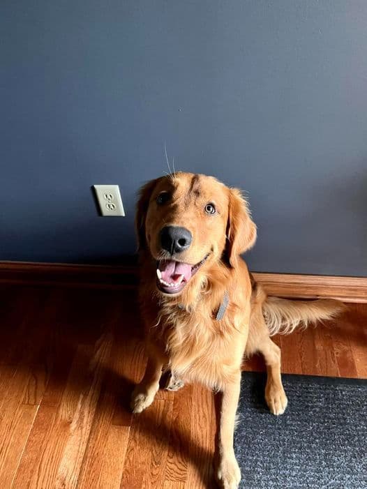 Golden Retriever Puppies breeder image 6