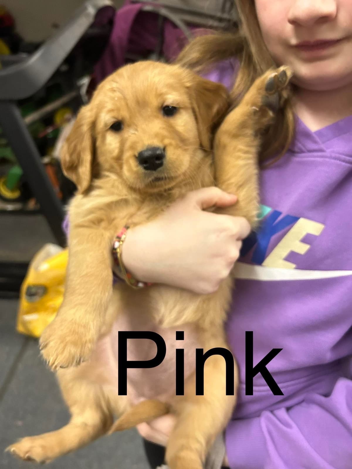 Golden Retriever Puppies breeder image 9
