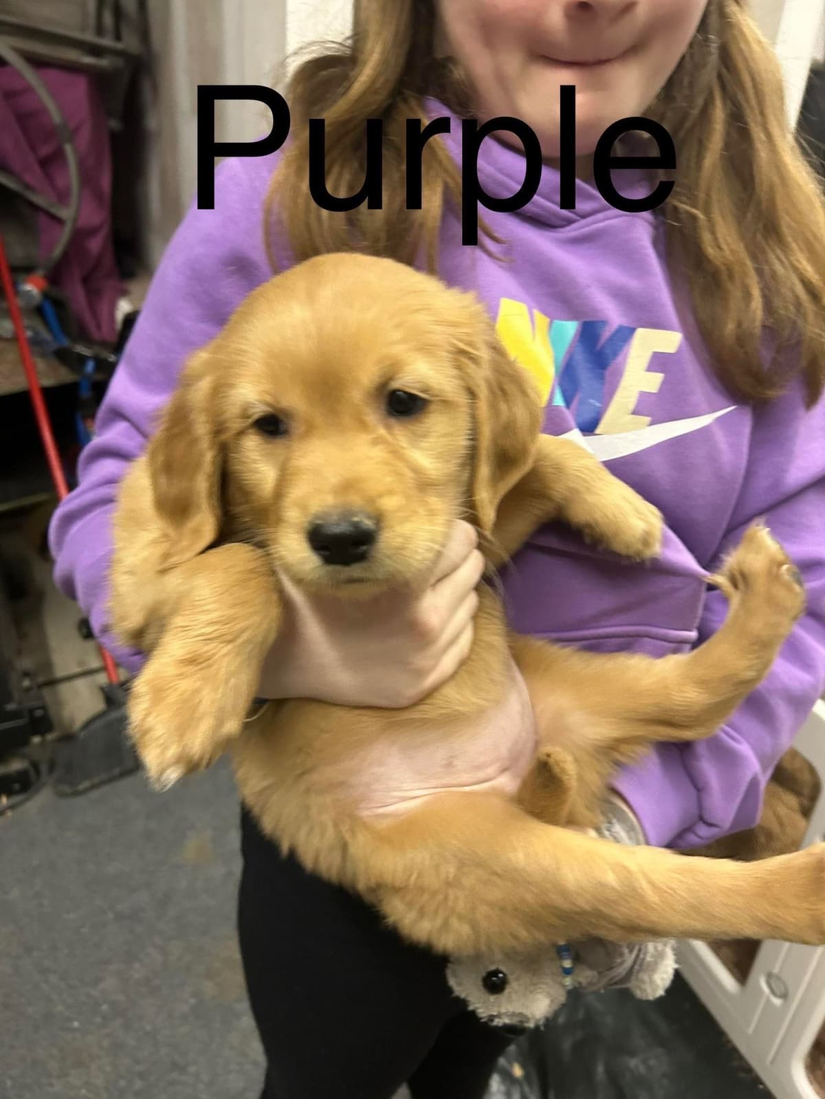 Golden Retriever Puppies breeder image 10