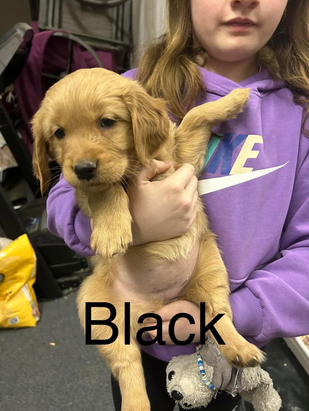 Golden Retriever Puppies breeder image 11