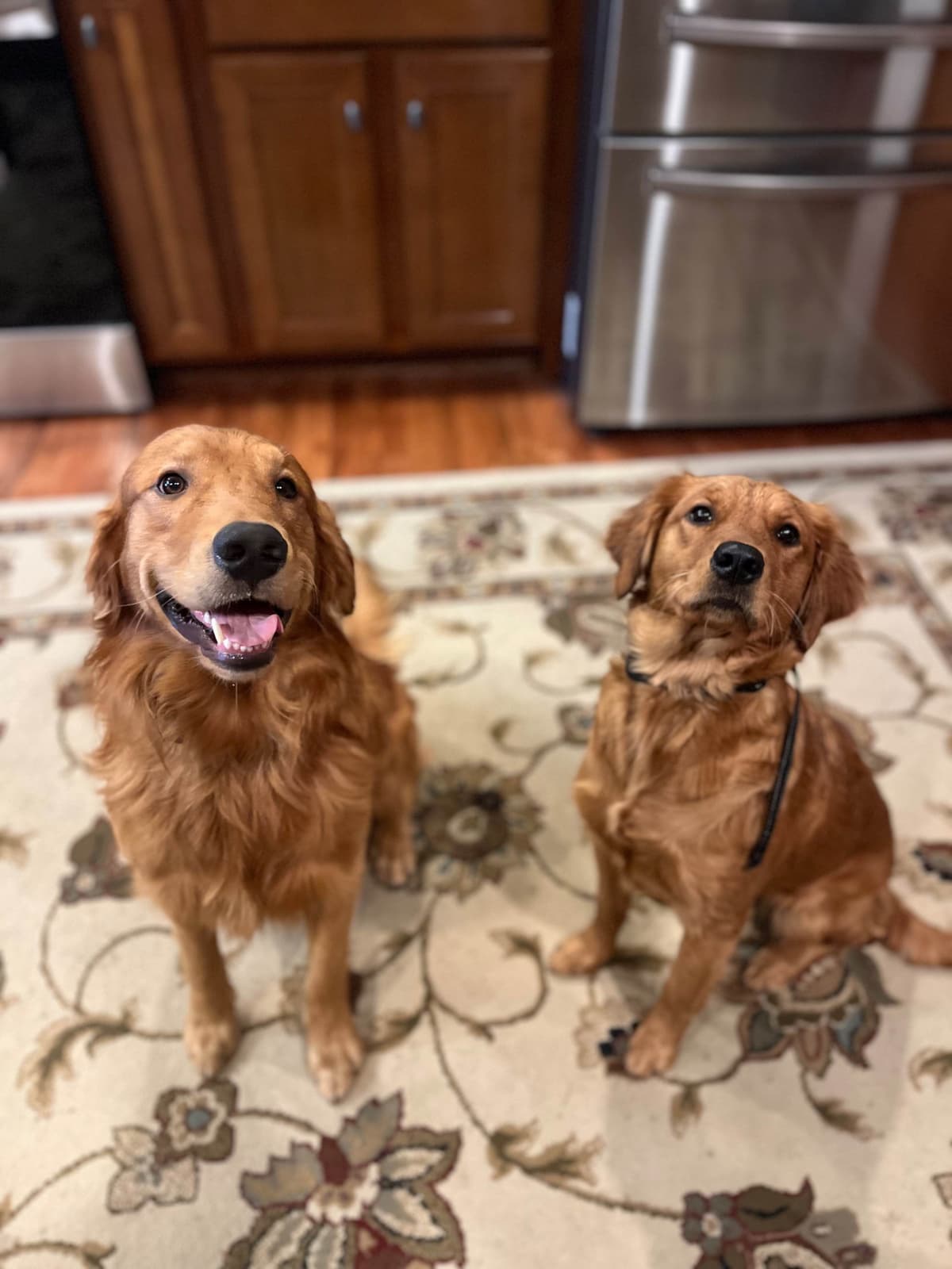 Golden Retriever Puppies breeder image 8