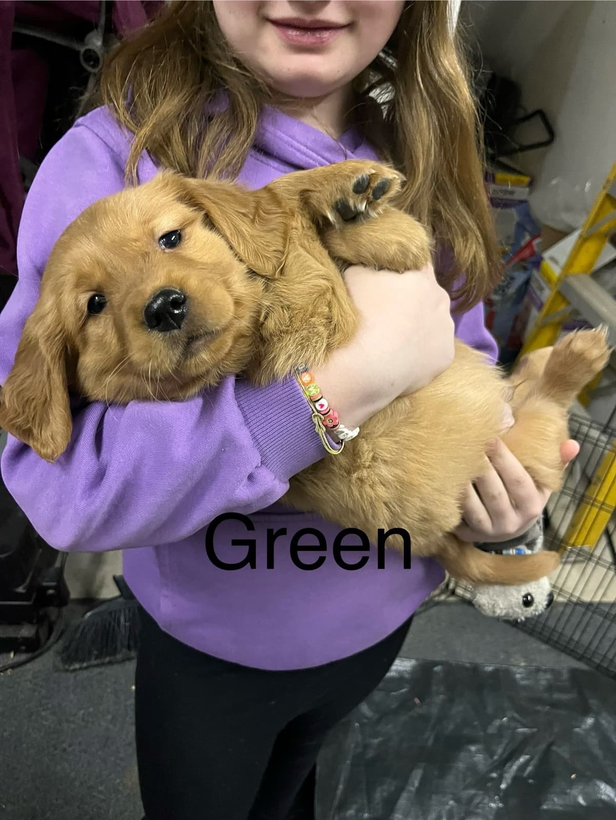 Golden Retriever Puppies breeder image 12