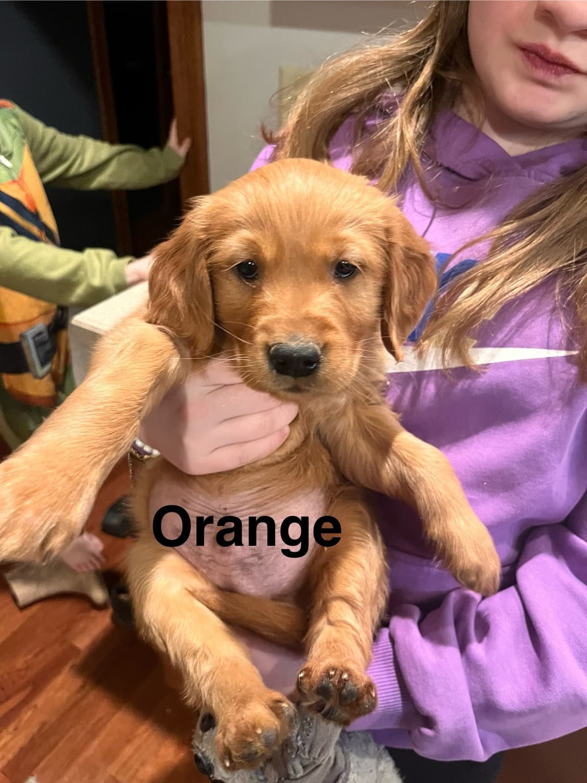 Golden Retriever Puppies breeder image 13