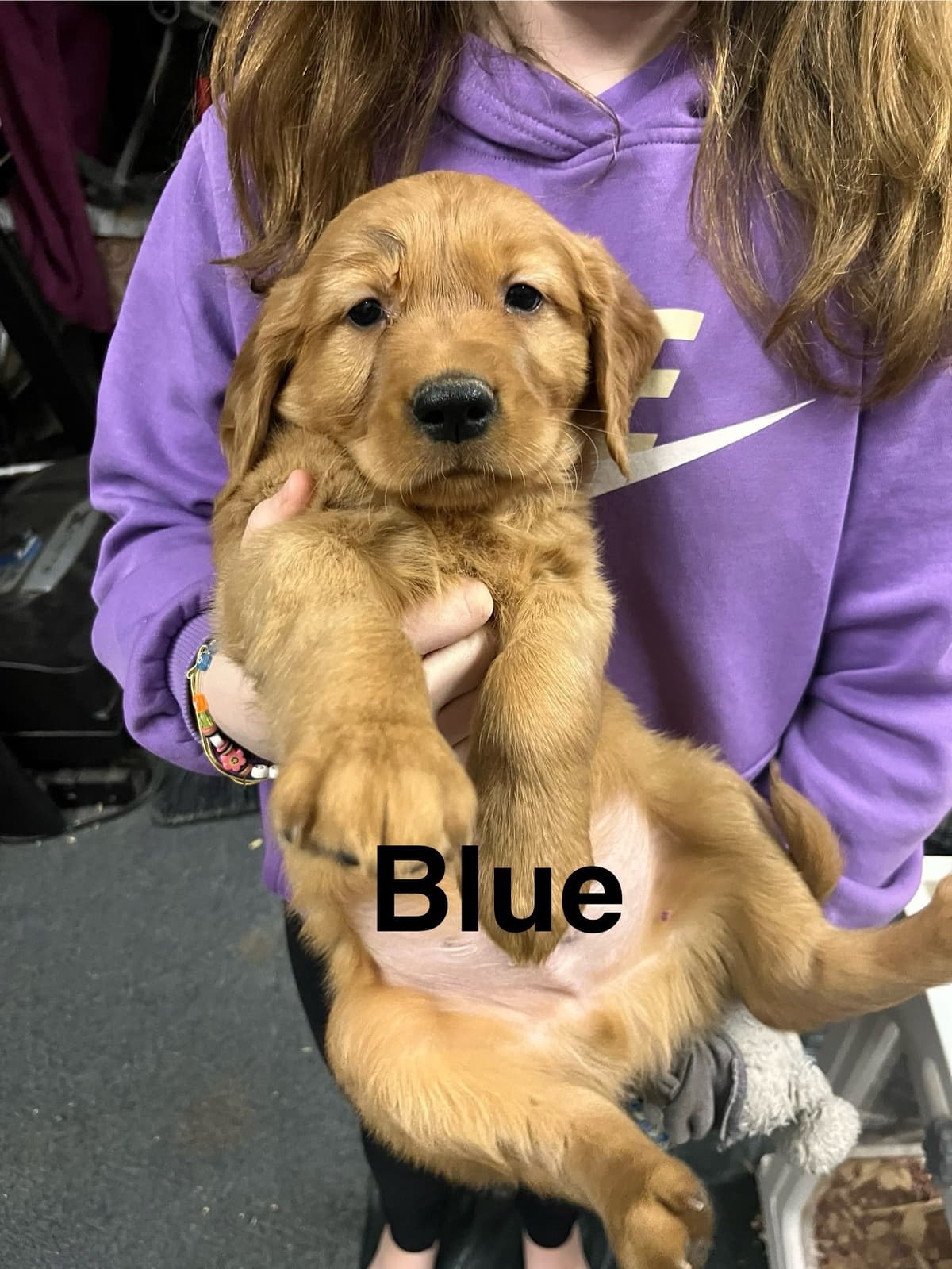 Golden Retriever Puppies breeder image 14