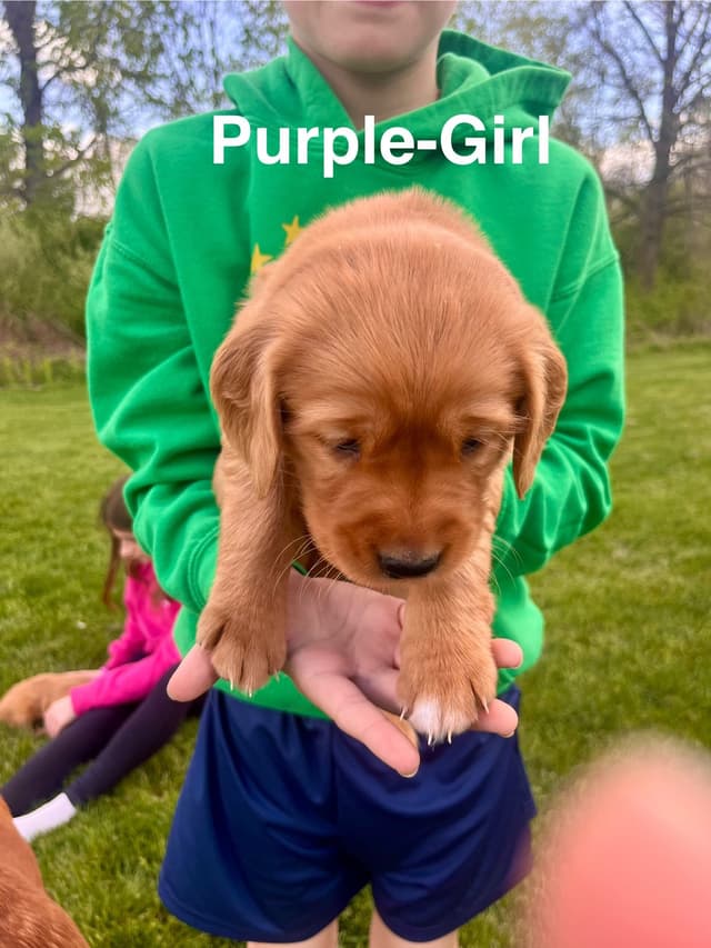Golden Retriever Puppies media 2