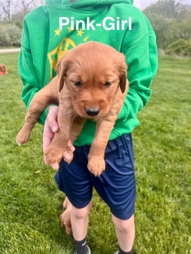 Golden Retriever Puppies media 3