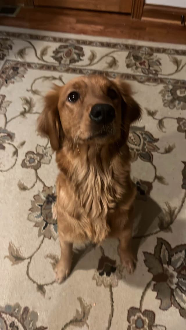 Golden Retriever Puppies media 4