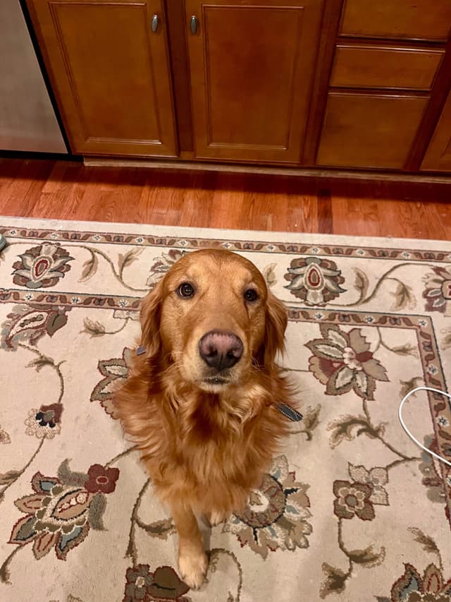 Golden Retriever Puppies media 5