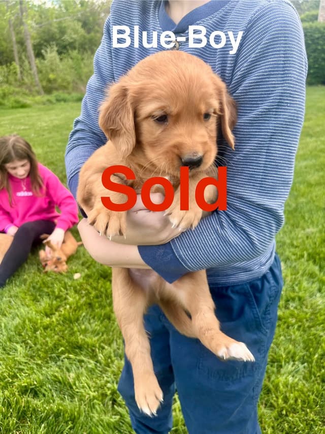 Golden Retriever Puppies media 6