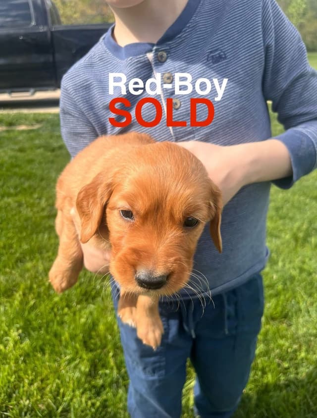 Golden Retriever Puppies media 7