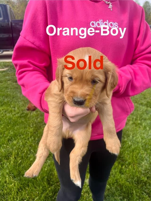 Golden Retriever Puppies media 8