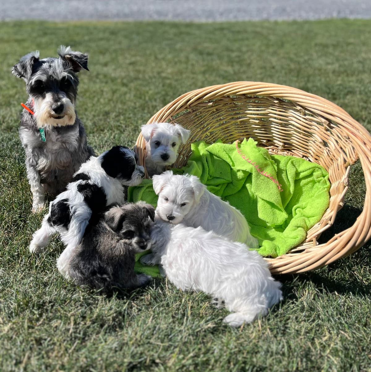 Tiny Toy Chocolate Poodle Puppies🐾❤️Crate/Potty Trained❤️5lb mom 6lb breeder image 2