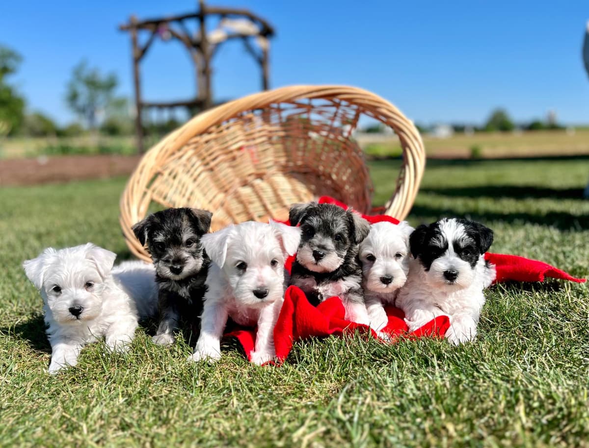 Tiny Toy Chocolate Poodle Puppies🐾❤️Crate/Potty Trained❤️5lb mom 6lb breeder image 4