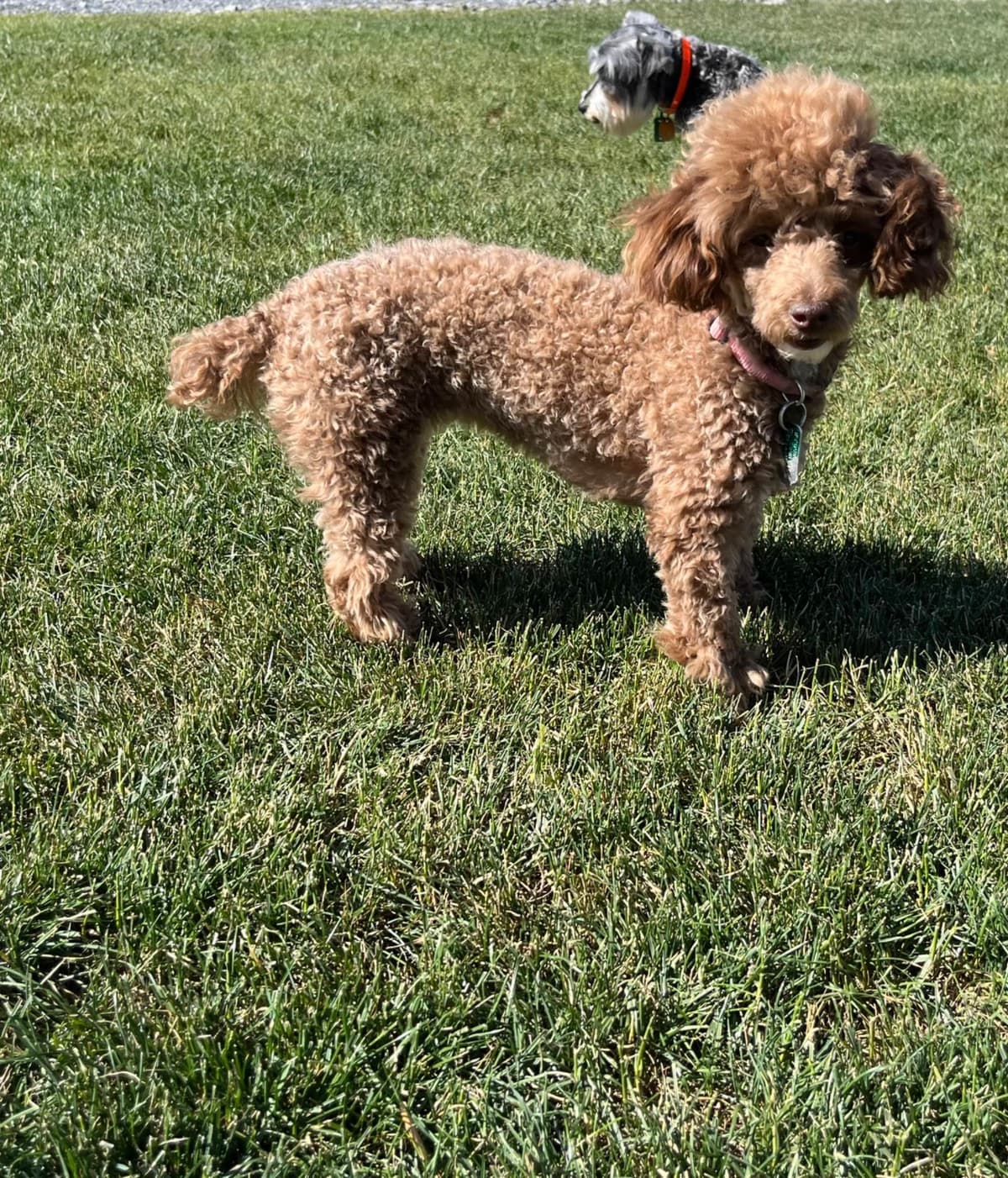 Tiny Toy Chocolate Poodle Puppies🐾❤️Crate/Potty Trained❤️5lb mom 6lb breeder image 5
