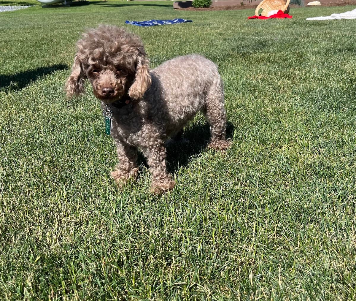 Tiny Toy Chocolate Poodle Puppies🐾❤️Crate/Potty Trained❤️5lb mom 6lb breeder image 6