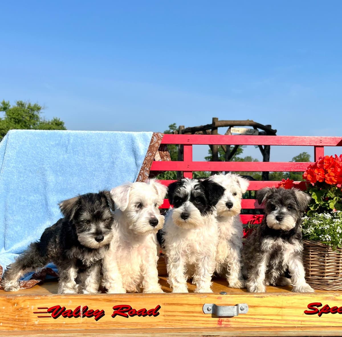 Tiny Toy Chocolate Poodle Puppies🐾❤️Crate/Potty Trained❤️5lb mom 6lb breeder image 1