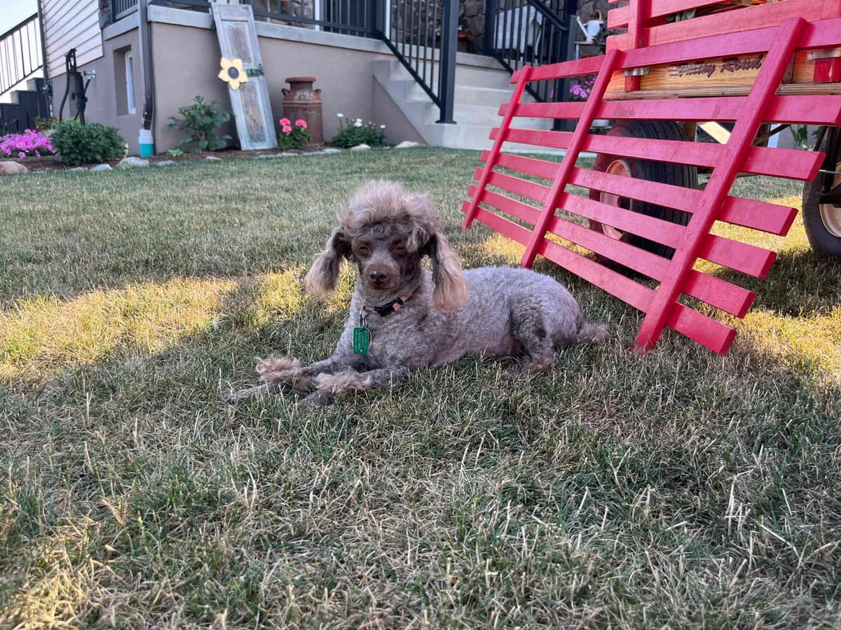 Tiny Toy Chocolate Poodle Puppies🐾❤️Crate/Potty Trained❤️5lb mom 6lb breeder image 8