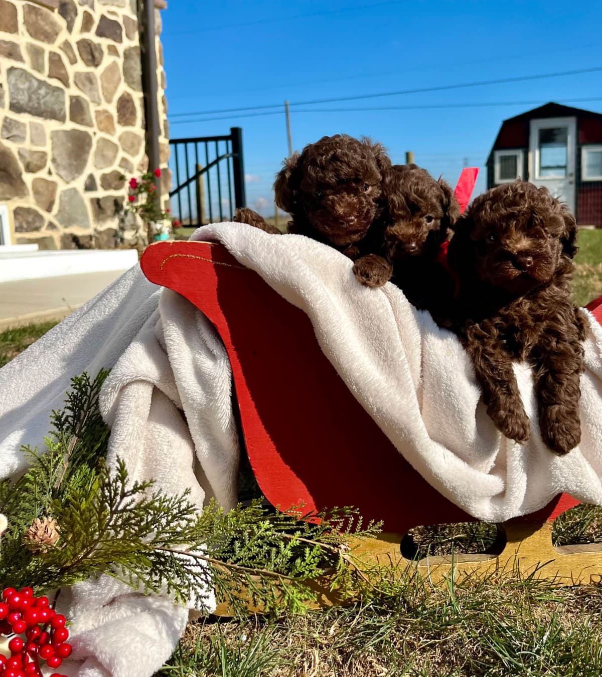 Tiny Toy Chocolate Poodle Puppies🐾❤️Crate/Potty Trained❤️5lb mom 6lb breeder image 12