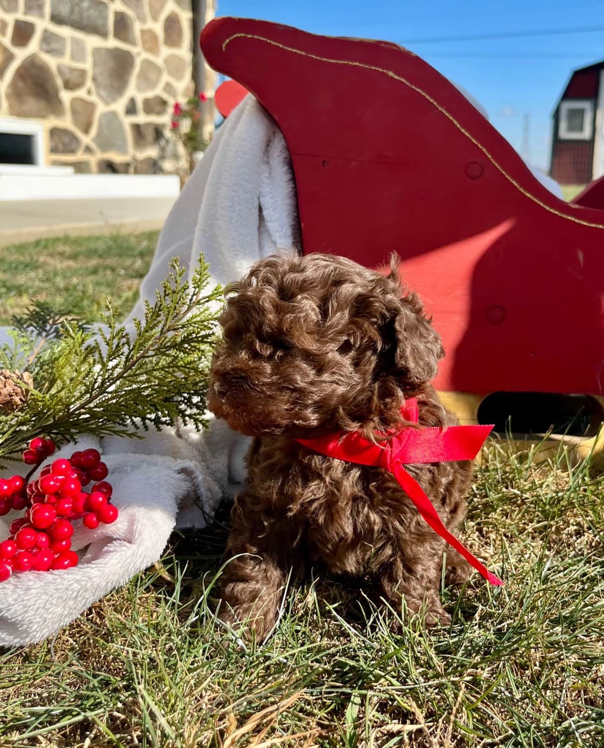 Tiny Toy Chocolate Poodle Puppies🐾❤️Crate/Potty Trained❤️5lb mom 6lb breeder image 13