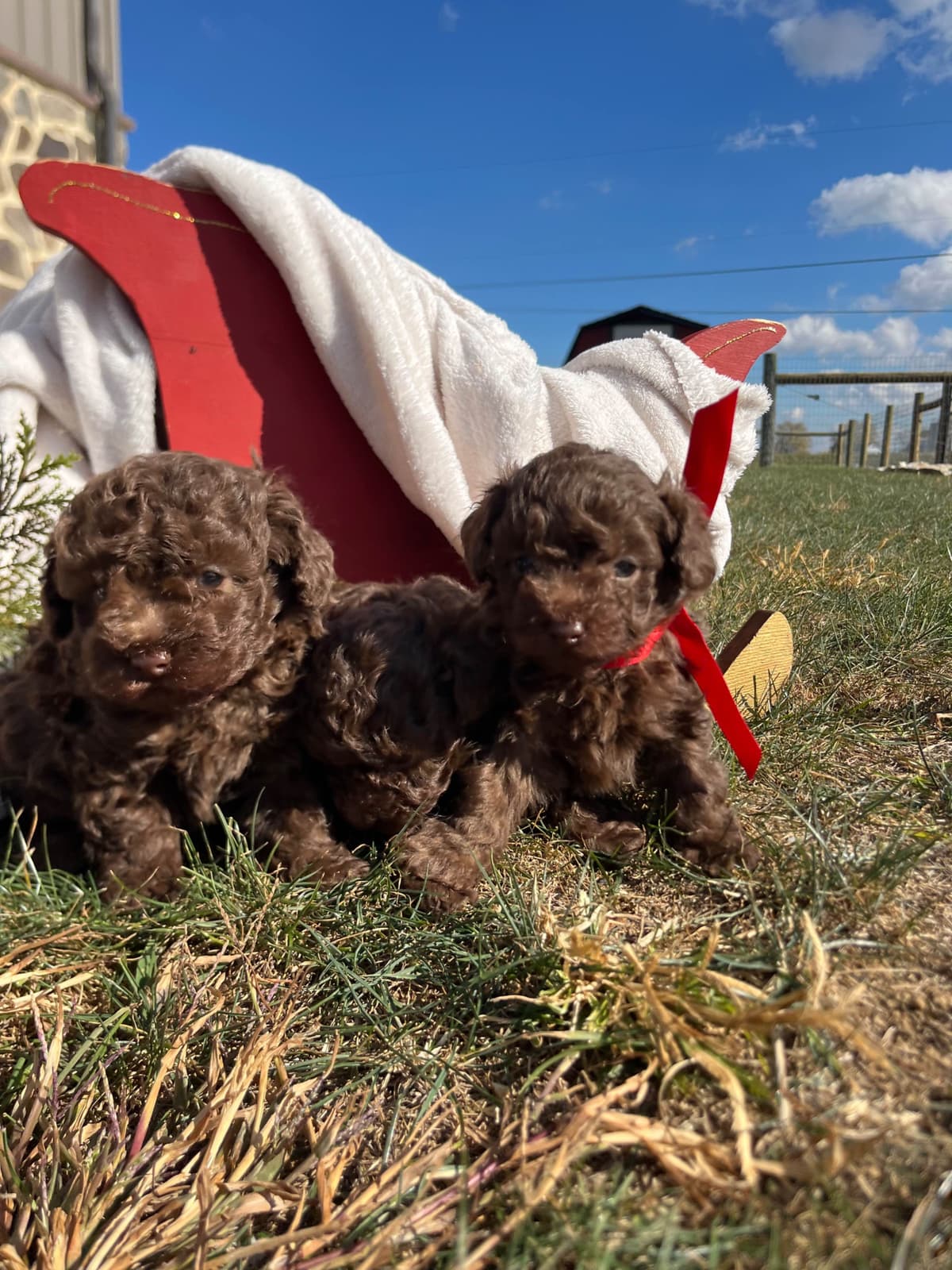 Tiny Toy Chocolate Poodle Puppies🐾❤️Crate/Potty Trained❤️5lb mom 6lb breeder image 14