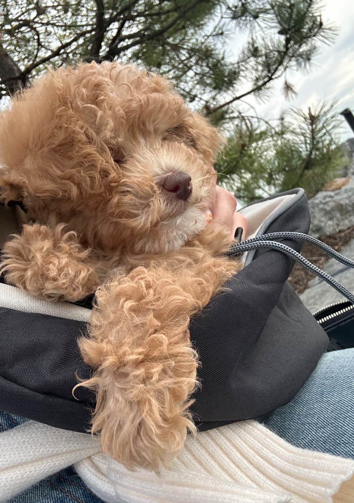 Tiny Toy Chocolate Poodle Puppies🐾❤️Crate/Potty Trained❤️5lb mom 6lb breeder image 17