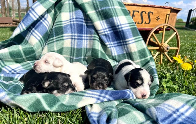 Miniature Schnauzer Puppie❤️🐾.  Call 717-422-8568 media 3