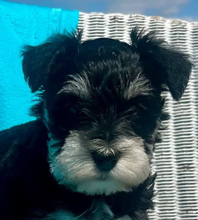 Miniature Schnauzer Puppie❤️🐾.  Call 717-422-8568 media 4