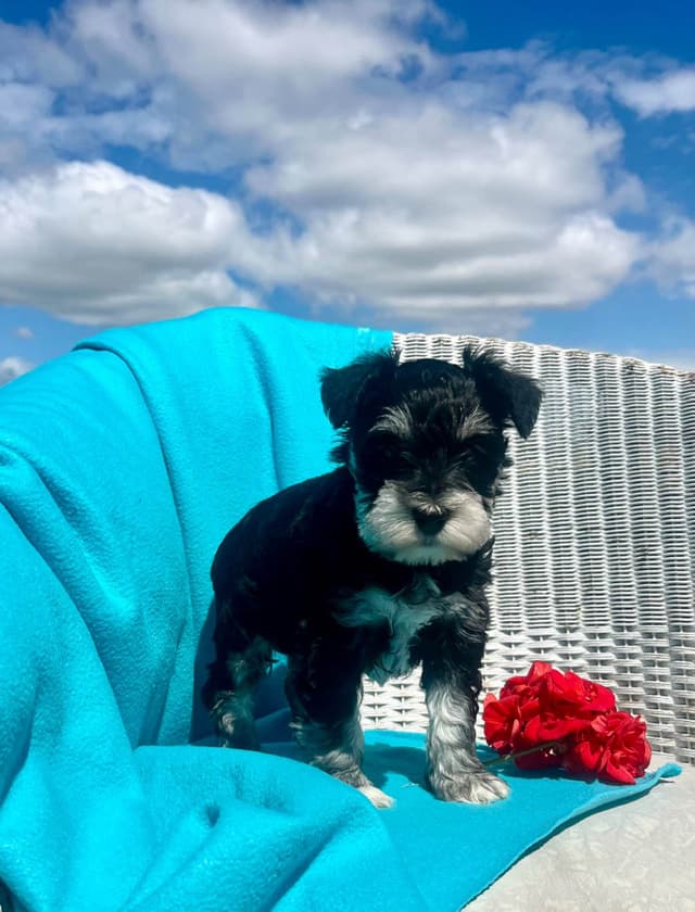 Miniature Schnauzer Puppie❤️🐾.  Call 717-422-8568 media 5
