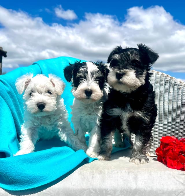 Miniature Schnauzer Puppie❤️🐾.  Call 717-422-8568 media 6