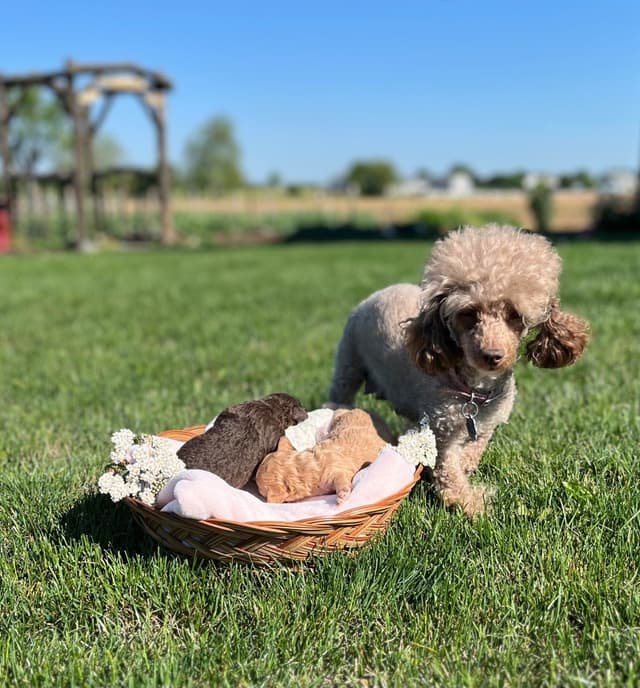 Tiny Toy Chocolate Poodle Puppies🐾❤️Crate/Potty Trained❤️5lb mom 6lb media 9
