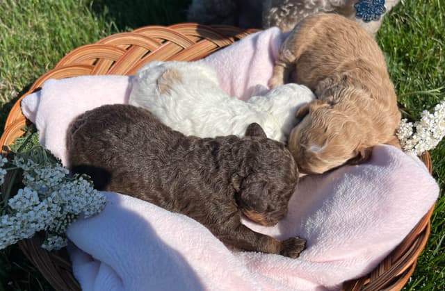 Tiny Toy Chocolate Poodle Puppies🐾❤️Crate/Potty Trained❤️5lb mom 6lb media 8