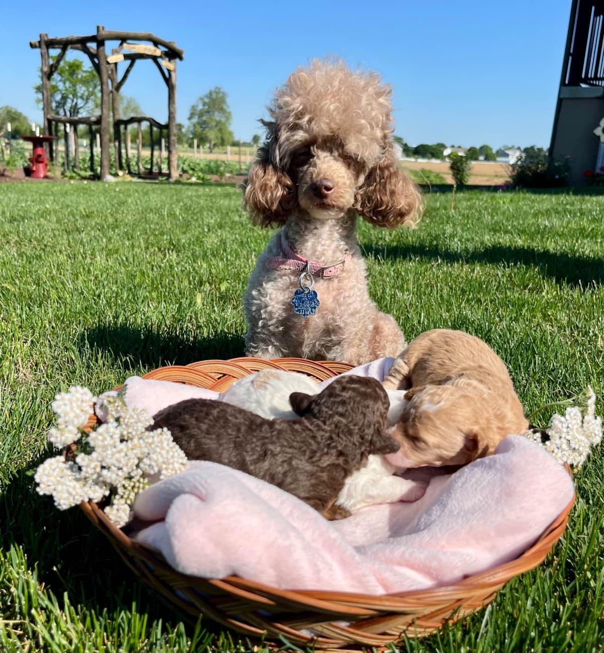Tiny Toy Chocolate Poodle Puppies🐾❤️Crate/Potty Trained❤️5lb mom 6lb breeder image 22