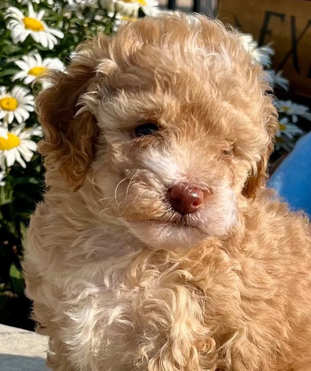Tiny Toy Chocolate Poodle Puppies🐾❤️Crate/Potty Trained❤️5lb mom 6lb media 3
