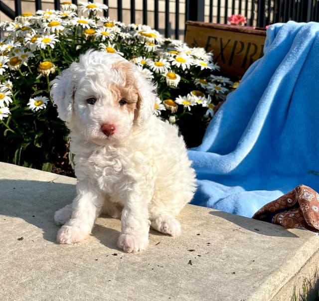 Tiny Toy Chocolate Poodle Puppies🐾❤️Crate/Potty Trained❤️5lb mom 6lb media 6