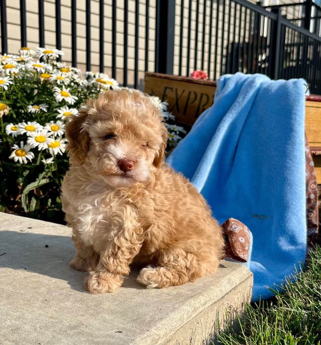 Tiny Toy Chocolate Poodle Puppies🐾❤️Crate/Potty Trained❤️5lb mom 6lb media 4