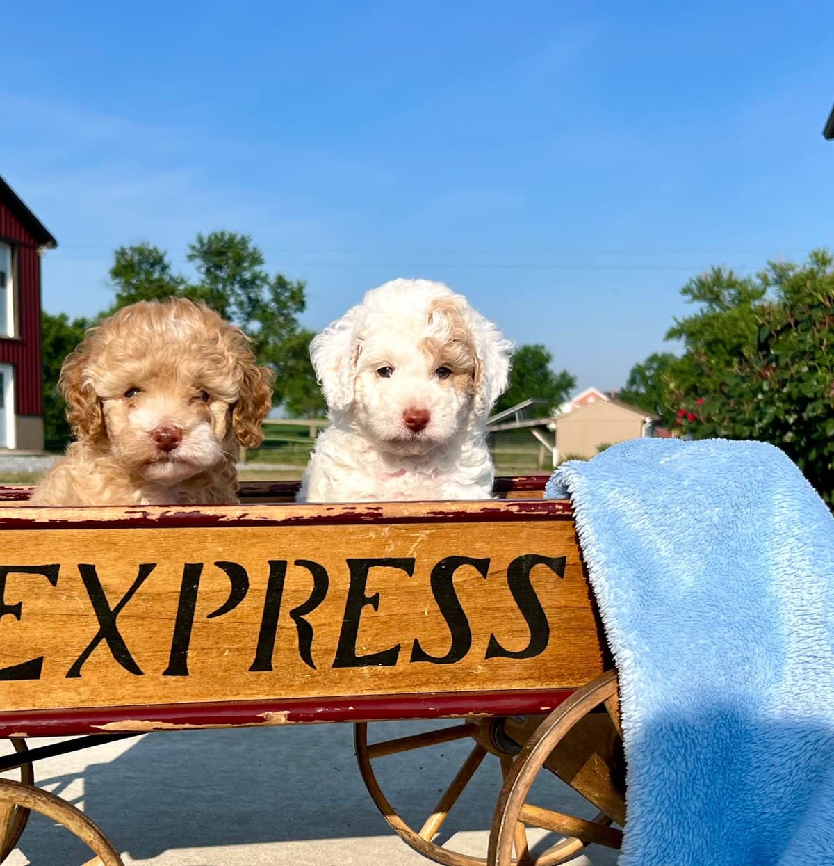 Tiny Toy Chocolate Poodle Puppies🐾❤️Crate/Potty Trained❤️5lb mom 6lb breeder image 25