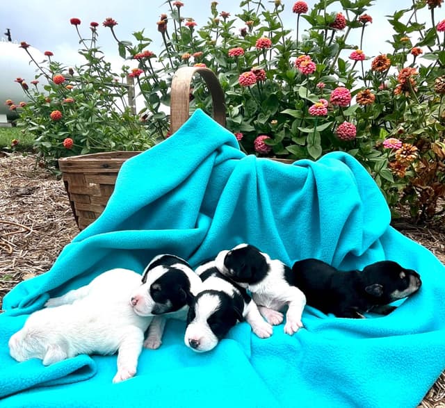Miniature Schnauzer Puppies❤️Call 717-422-3568 media 2