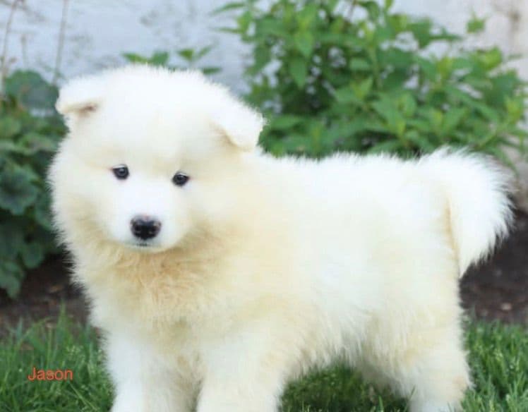 Beautiful Samoyed Puppies❤️🐾Call 717-768-8348 breeder image 1
