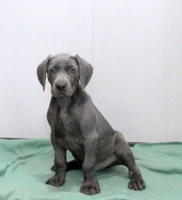 Hip Cert Beautiful❤️Weimaraner Puppies❤️Call 717-768-8348 media 2