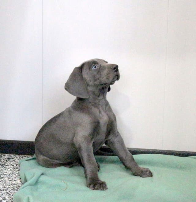 Hip Cert Beautiful❤️Weimaraner Puppies❤️Call 717-768-8348 media 3